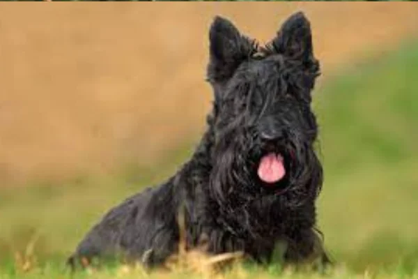 Scottish Terrier 