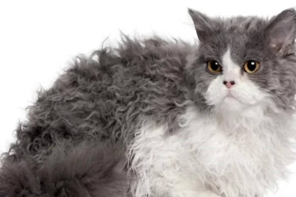 Selkirk Rex