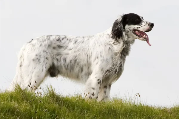 Setter inglês