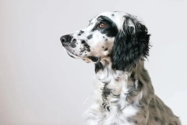 English setter