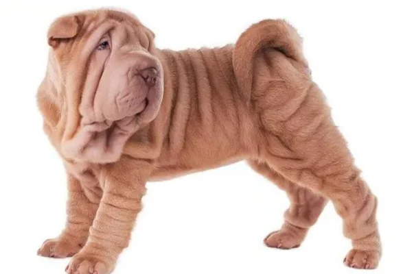 Shar pei