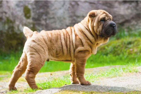 Shar pei