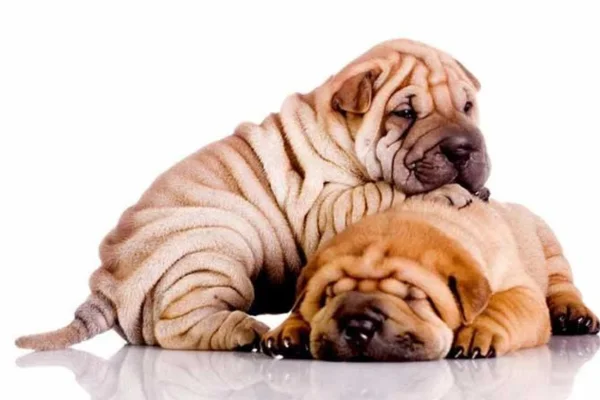 Shar pei