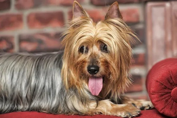 Silky terrier