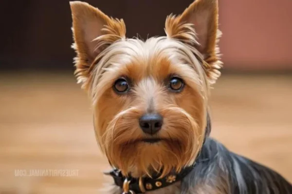 Silky terrier