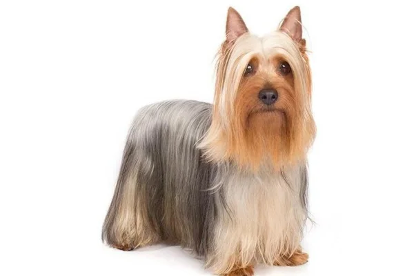 Silky terrier