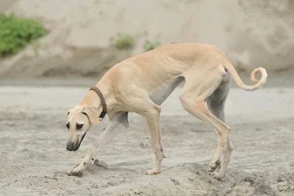 Sloughi ou galgo árabe