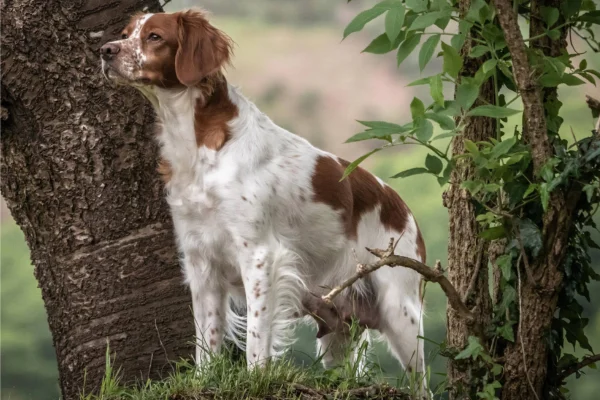 Spaniel bretone