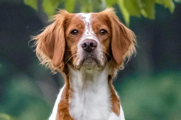 Spaniel Bretão (2)