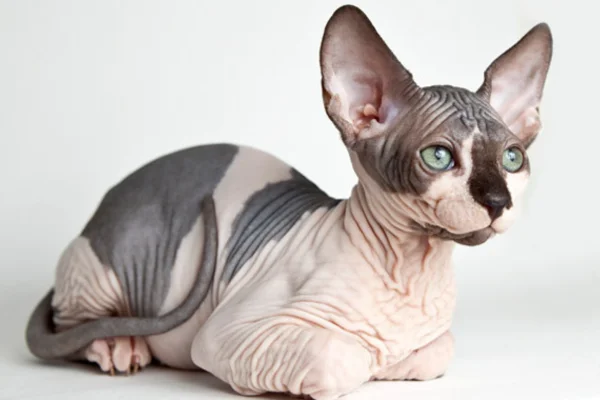 Sphynx