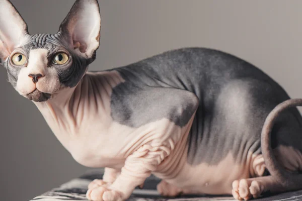 Sphynx