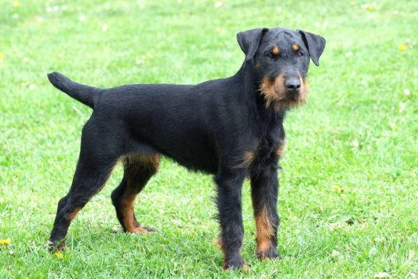 Terrier Alemão de Caça 