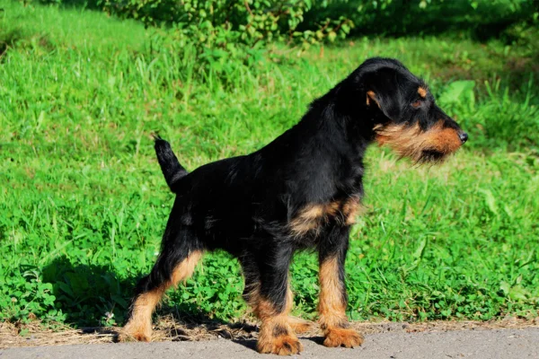 Terrier Alemão de Caça