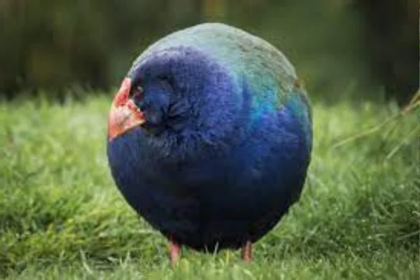 Takahe