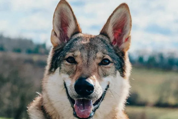 The Tamaskan is a breed of dog that has been gaining popularity due to its striking wolf-like appearance and charming personality. Although...