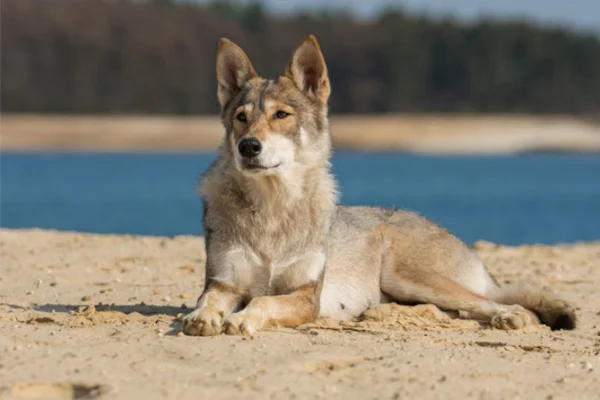 O Tamaskan é uma raça de cachorro que vem ganhando popularidade devido à sua aparência impressionante de lobo e sua personalidade encantadora. Embora...