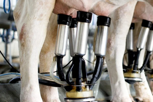 Tecnológica na Ordenha de Vacas: A pecuária é uma atividade vital para a economia global, e a eficiência na produção de leite é essencial para atender à...