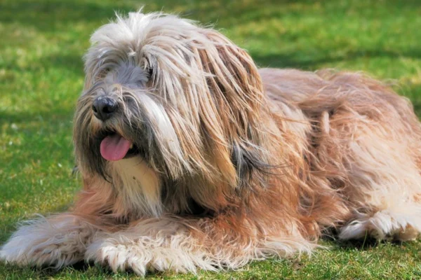 Terrier Tibetano (2)