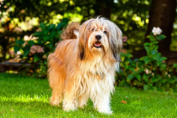 Terrier Tibetano (2)