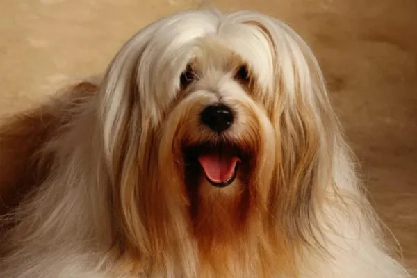 Terrier Tibetano (2)