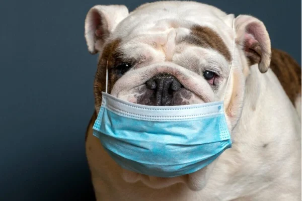 Kennel cough