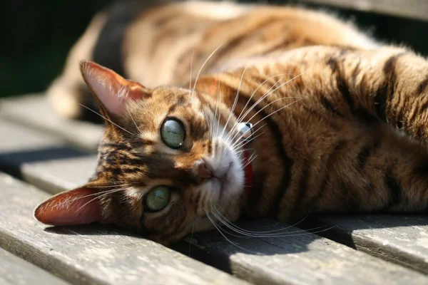 Toyger