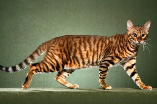 Toyger