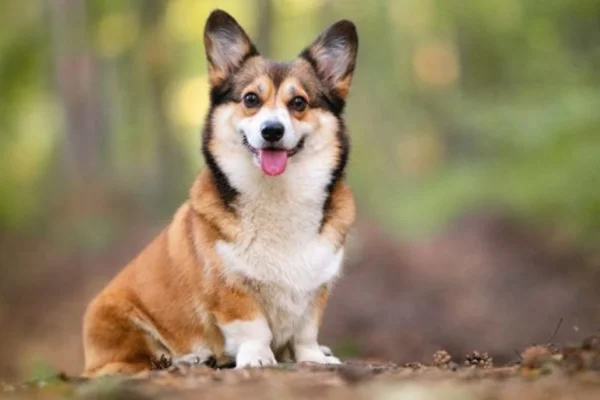 Welsh Corgi Pembroke 