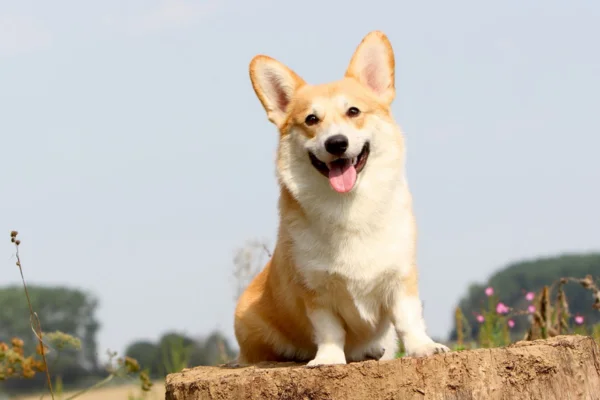 Welsh Corgi Pembroke