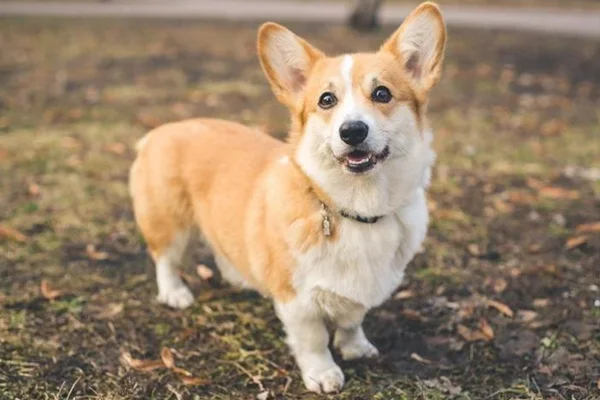 Welsh Corgi Pembroke 