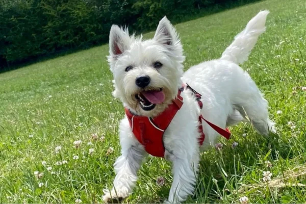 West Highland White Terrier