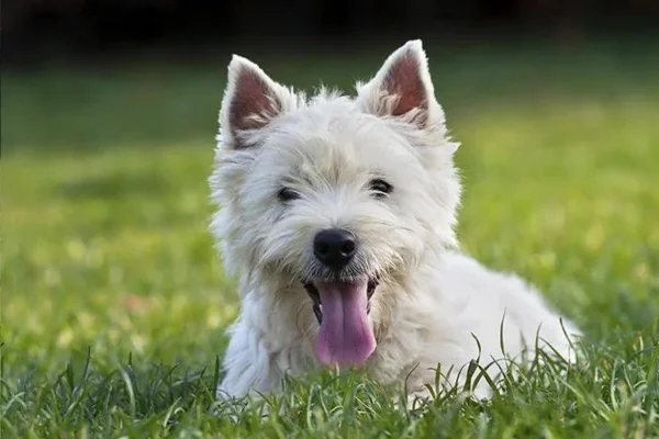 West Highland White Terrier