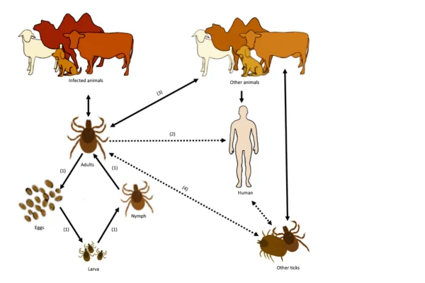 Zoonoses transmises par les tiques du chien