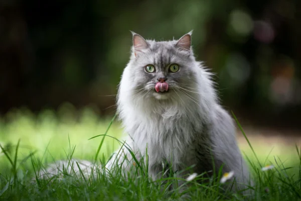 british longhair