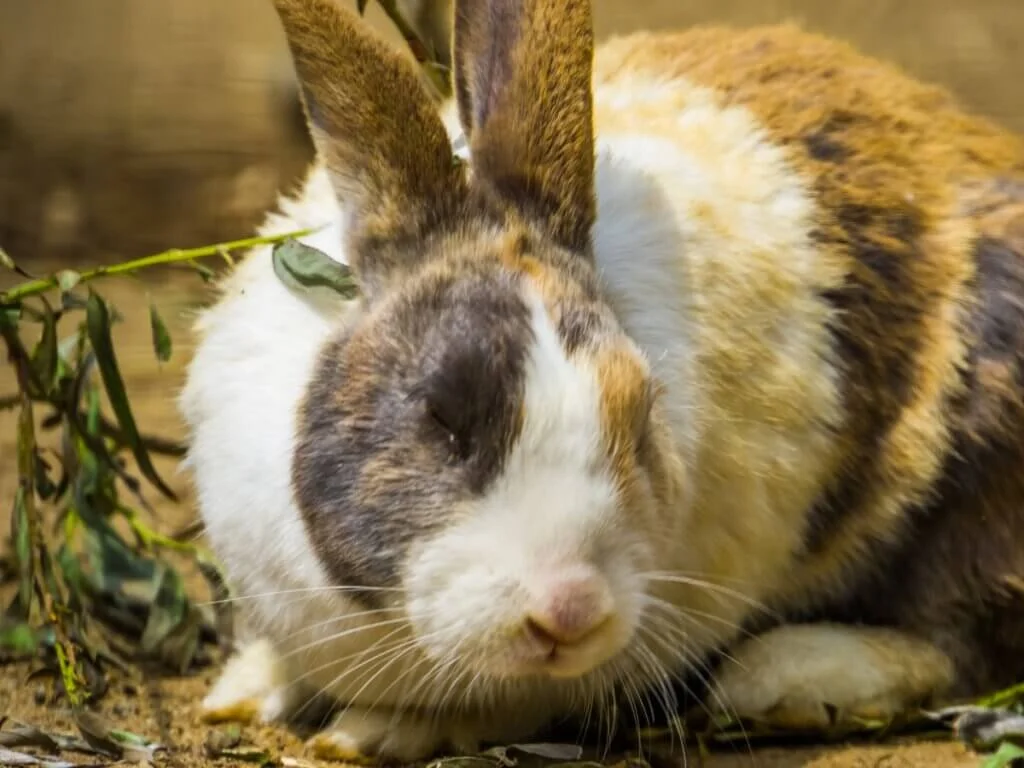 Harlequin rabbit