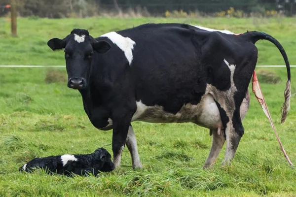 Distúrbios uterinos em bovinos: A saúde reprodutiva dos bovinos é fundamental para garantir a eficiência e a produtividade da pecuária. Dentre os diversos...