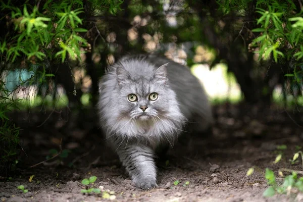 british longhair