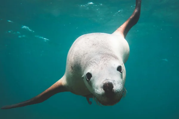 Sea lions' diet and curiosities