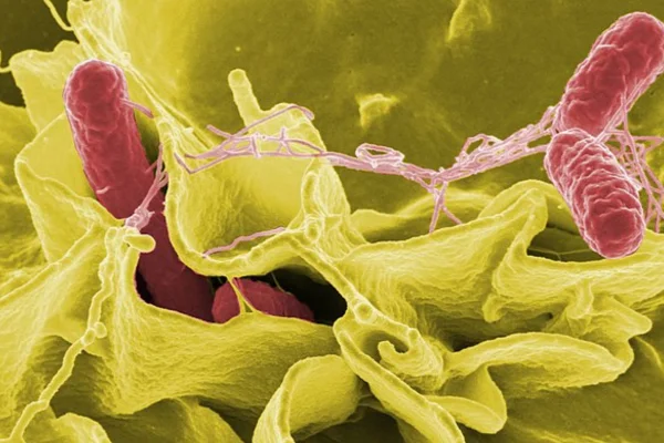 salmonella nell'industria del pollame