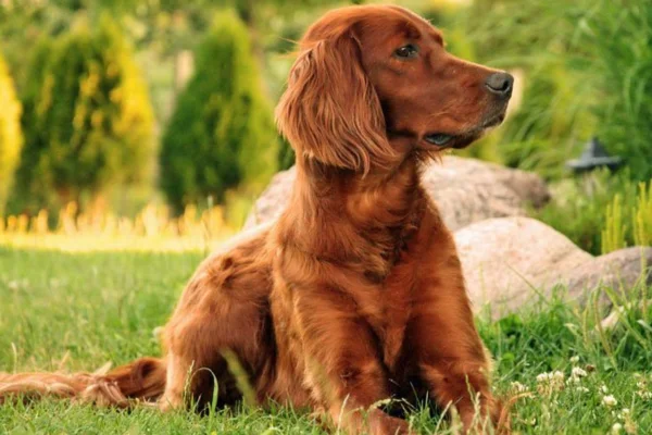 Irish Setter