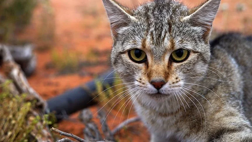 Savannah cat