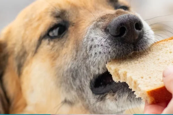 I cani possono mangiare il pane?