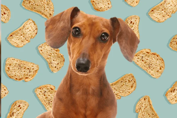 Can dogs eat bread?