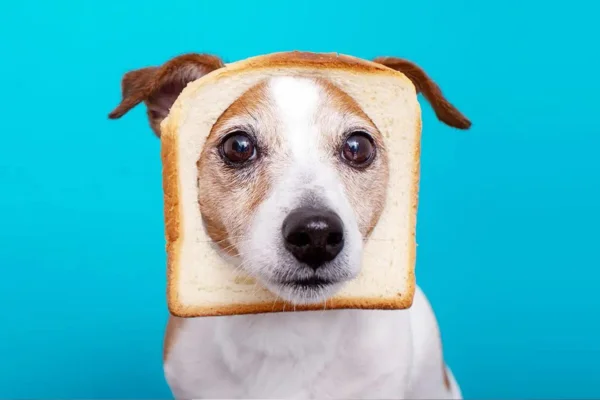 Cachorro pode comer pão?