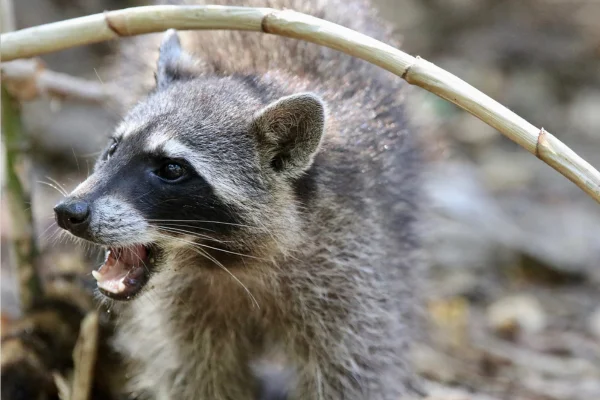 La rage chez les ratons laveurs