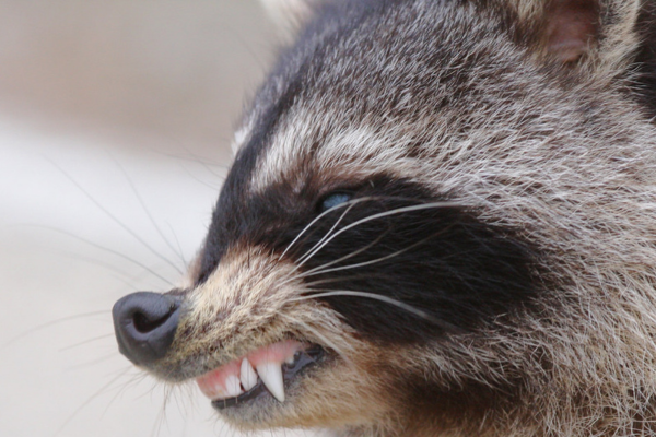 Tipos de mapaches