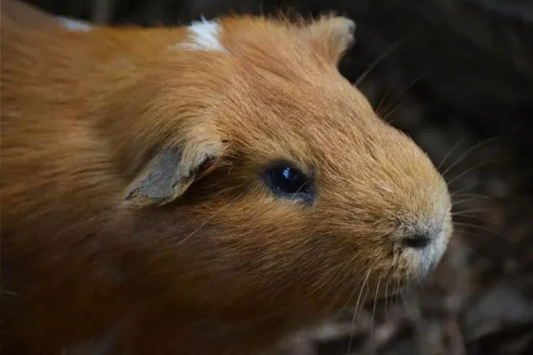 Mites in guinea pigs