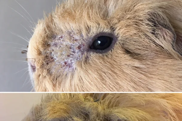 Mites in guinea pigs 