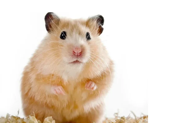 Mites in hamsters