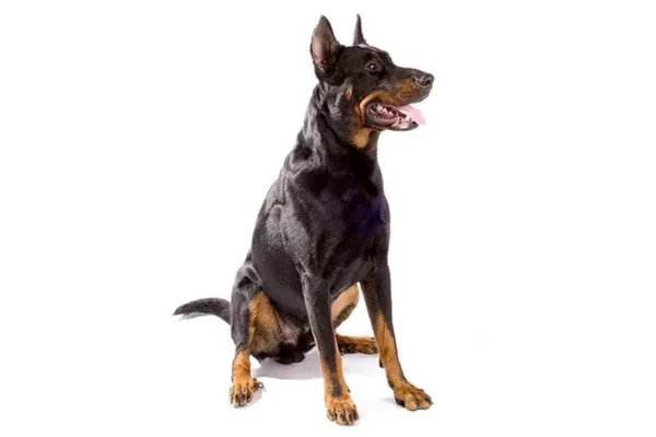 Beauceron